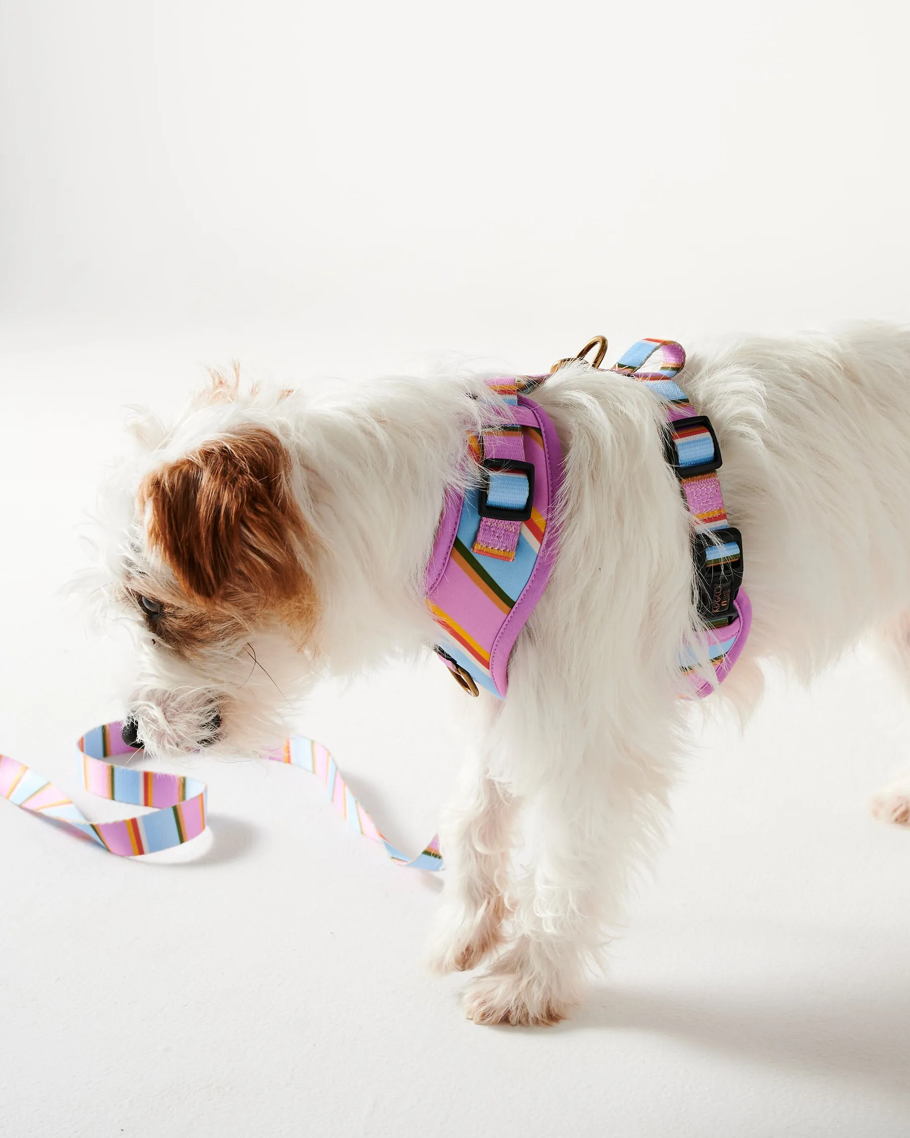 Fez Stripe Dog Harness