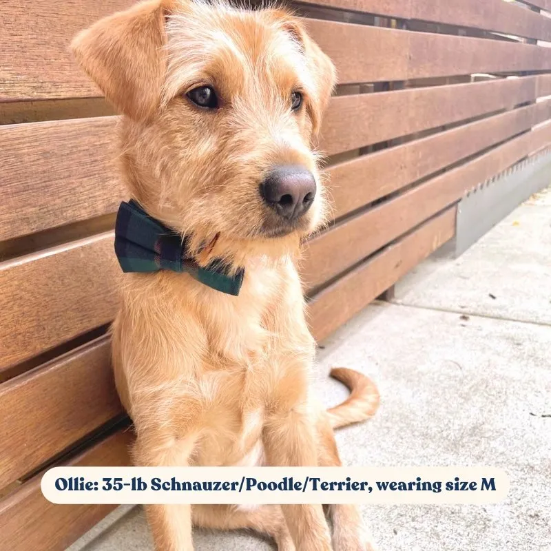 Gentleman Bowtie Unbreakable Collar™ & Leash Set