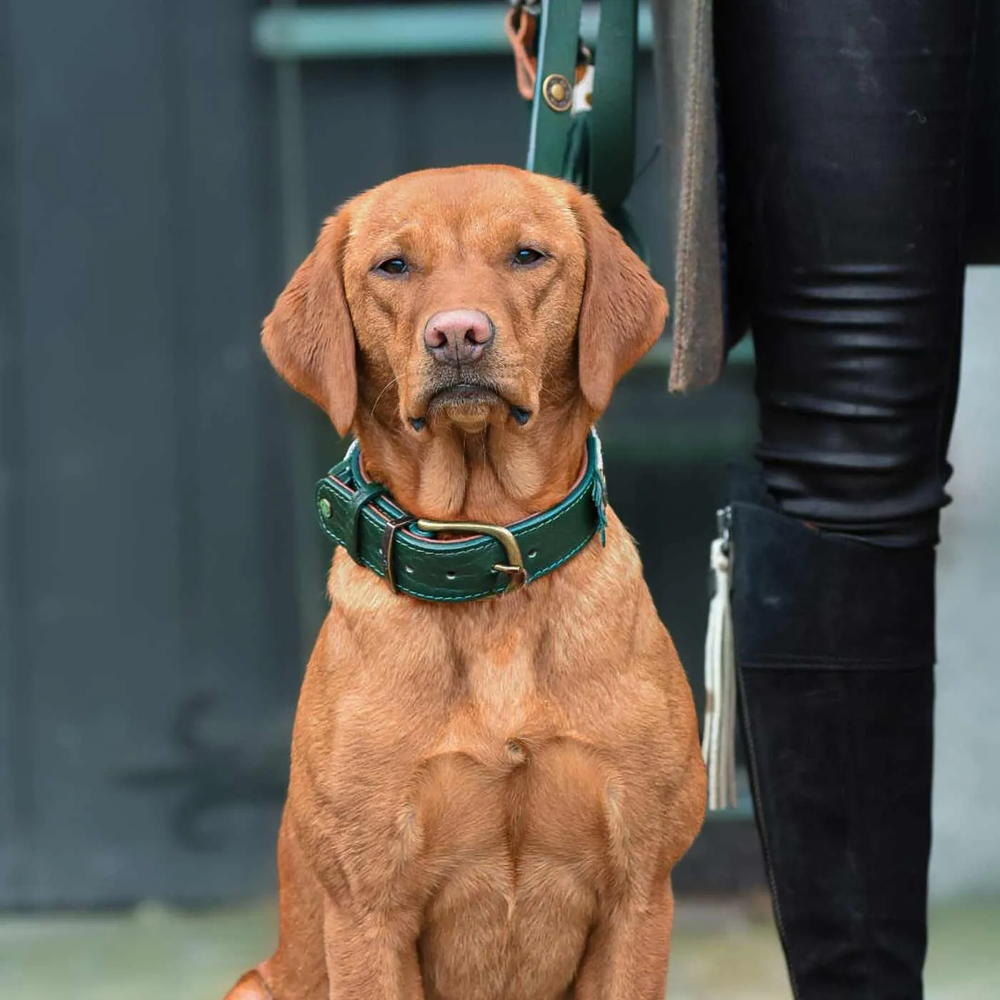 Ivy Dog Collar by DWAM