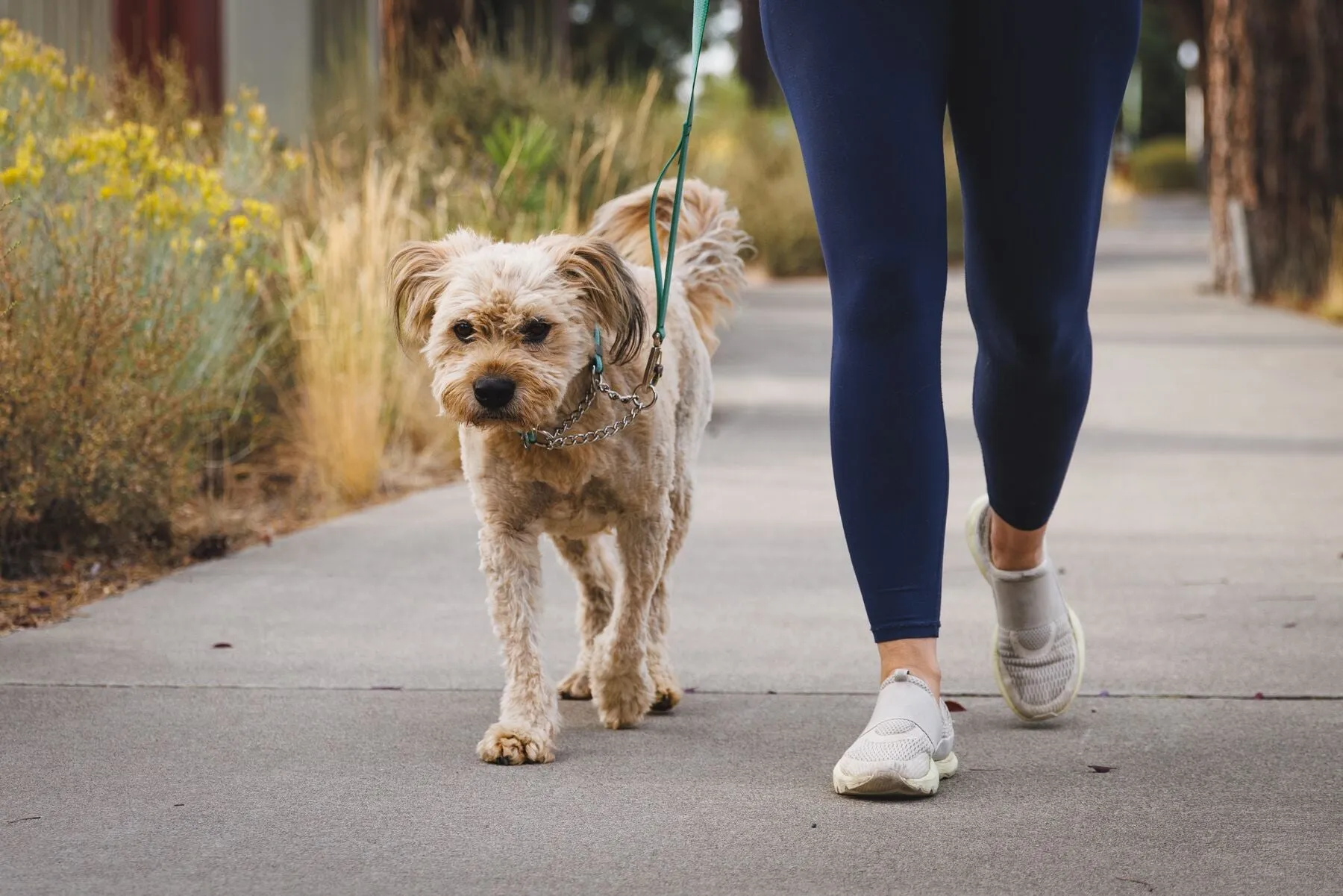 Ruffwear - Chain Reaction Collar